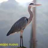 Airone cinerino